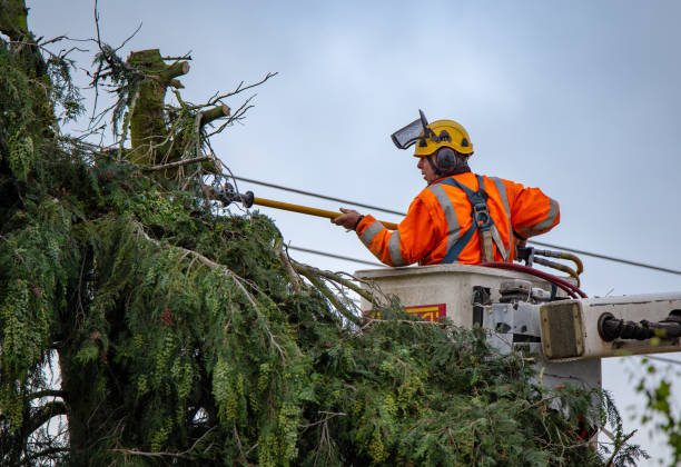 Leaf Removal in Newton Falls, OH