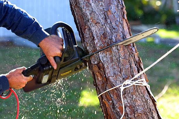 How Our Tree Care Process Works  in  Newton Falls, OH