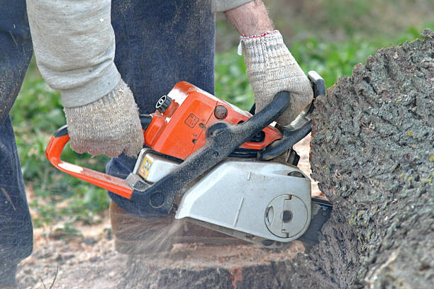 Professional Tree Care in Newton Falls, OH